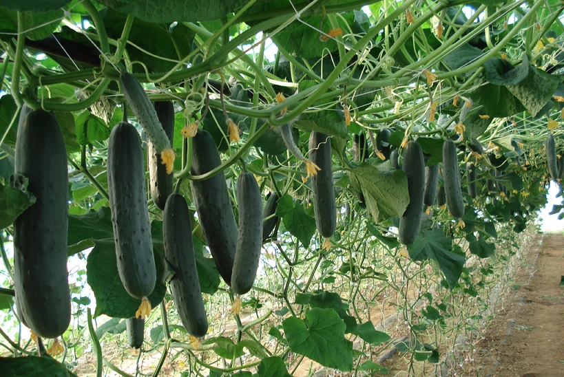 Aubergine 4
